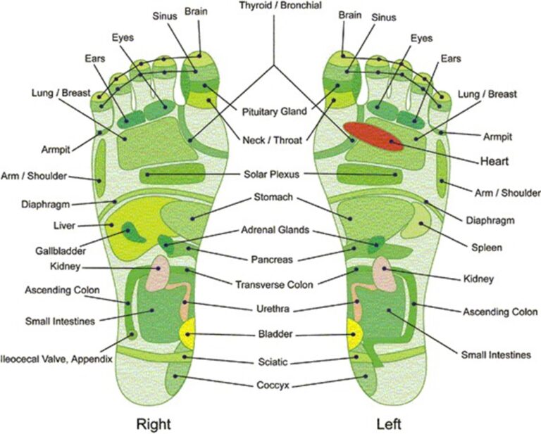 31 Printable Foot Reflexology Charts U0026 Maps TemplateLab