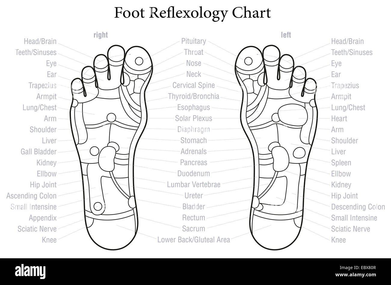 Foot Reflexology Chart Hi res Stock Photography And Images Alamy