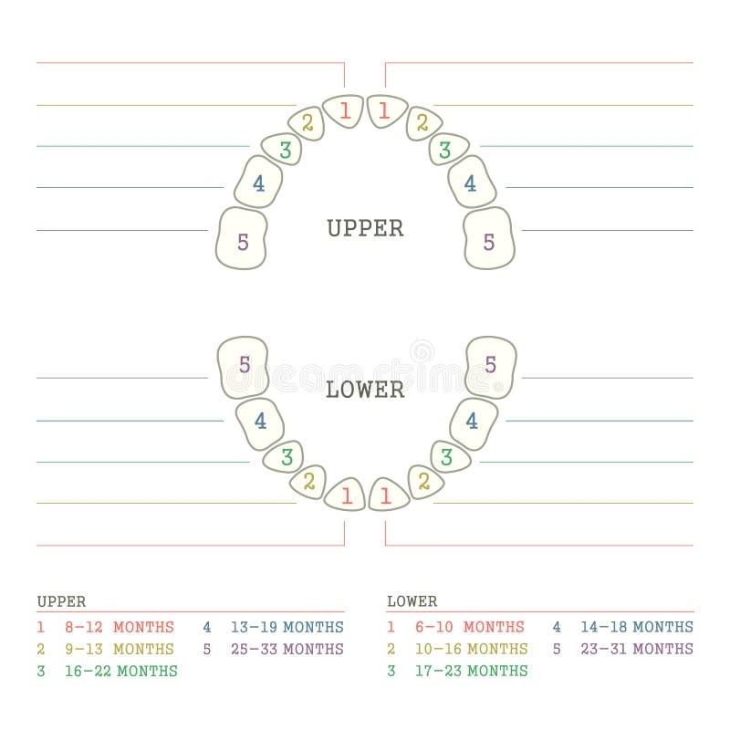 Free Printable Tooth Chart Printable